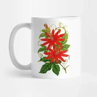 Passiflora vitifolia - Botanical Illustration Mug